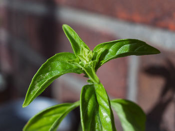 Close-up of raindrops on plant