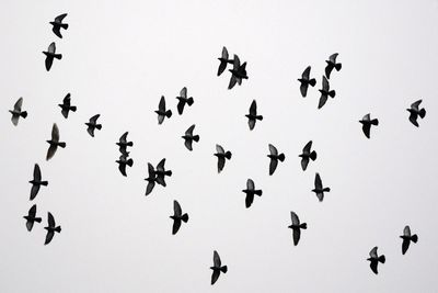 Low angle view of birds flying against clear sky