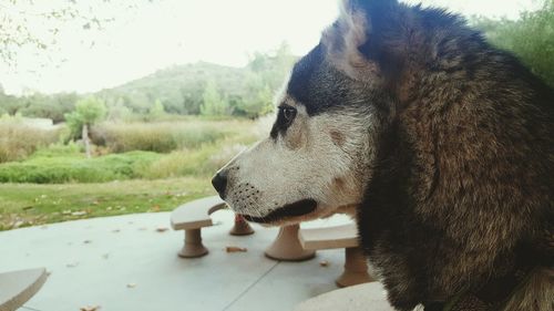 Dog relaxing on grassy field