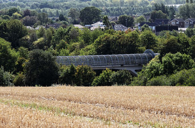 Plants growing on field