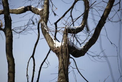 Low angle view of bare tree against sky