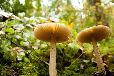 Close-up of mushrooms growing on tree in forest