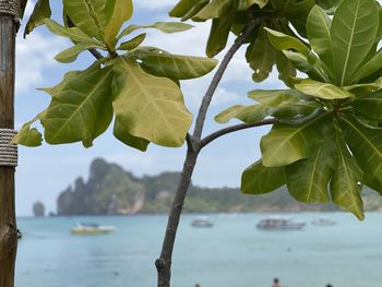 Close-up of fresh green leaves in sea against sky