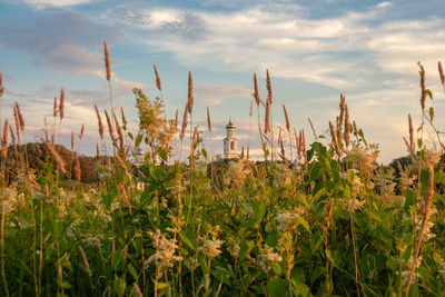 Crops growing on field against sky
