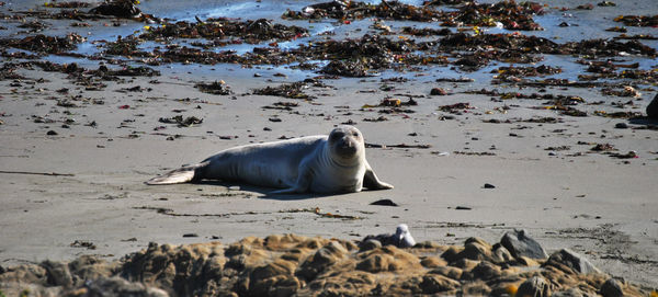 White horse on beach