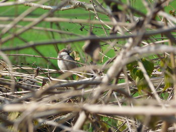 Close-up of bird perching on tree