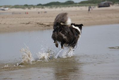 Dog on beach