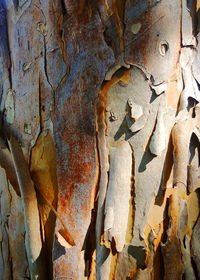 Close-up of tree trunk