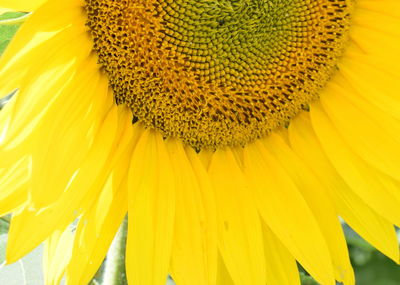 Close-up of sunflower