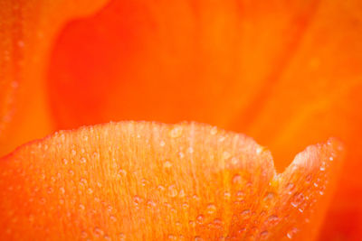 Close-up of orange flower blooming outdoors