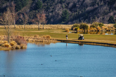 View of birds in lake