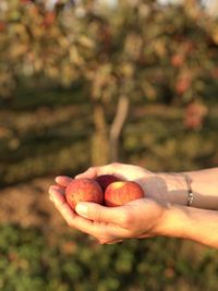 Close-up of hand holding fruit