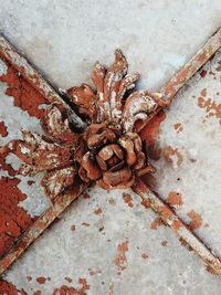 High angle view of spider on wall