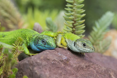 Close-up of lizards on rock