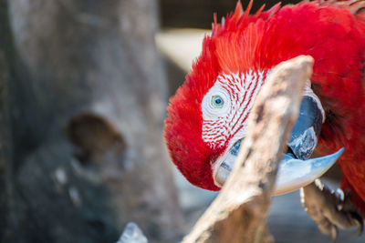 Close-up of macaw outdoors