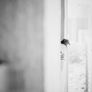 Close-up of bird perching on white background