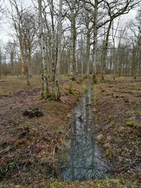 Trees on field in forest