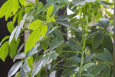 Close-up of fresh green leaves