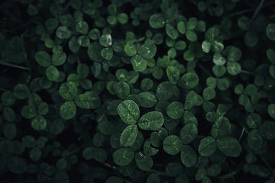 Defocused image of green clover