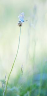 Close-up of insect on flower