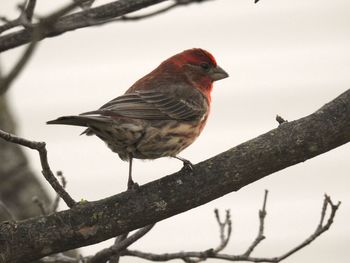 Low angle view of bird perching on tree against sky