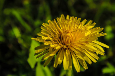 Close-up of yellow flower