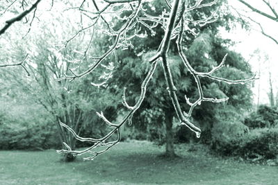 Close-up of snake on branch in forest