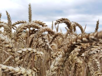 Close-up of stalks in field against sky