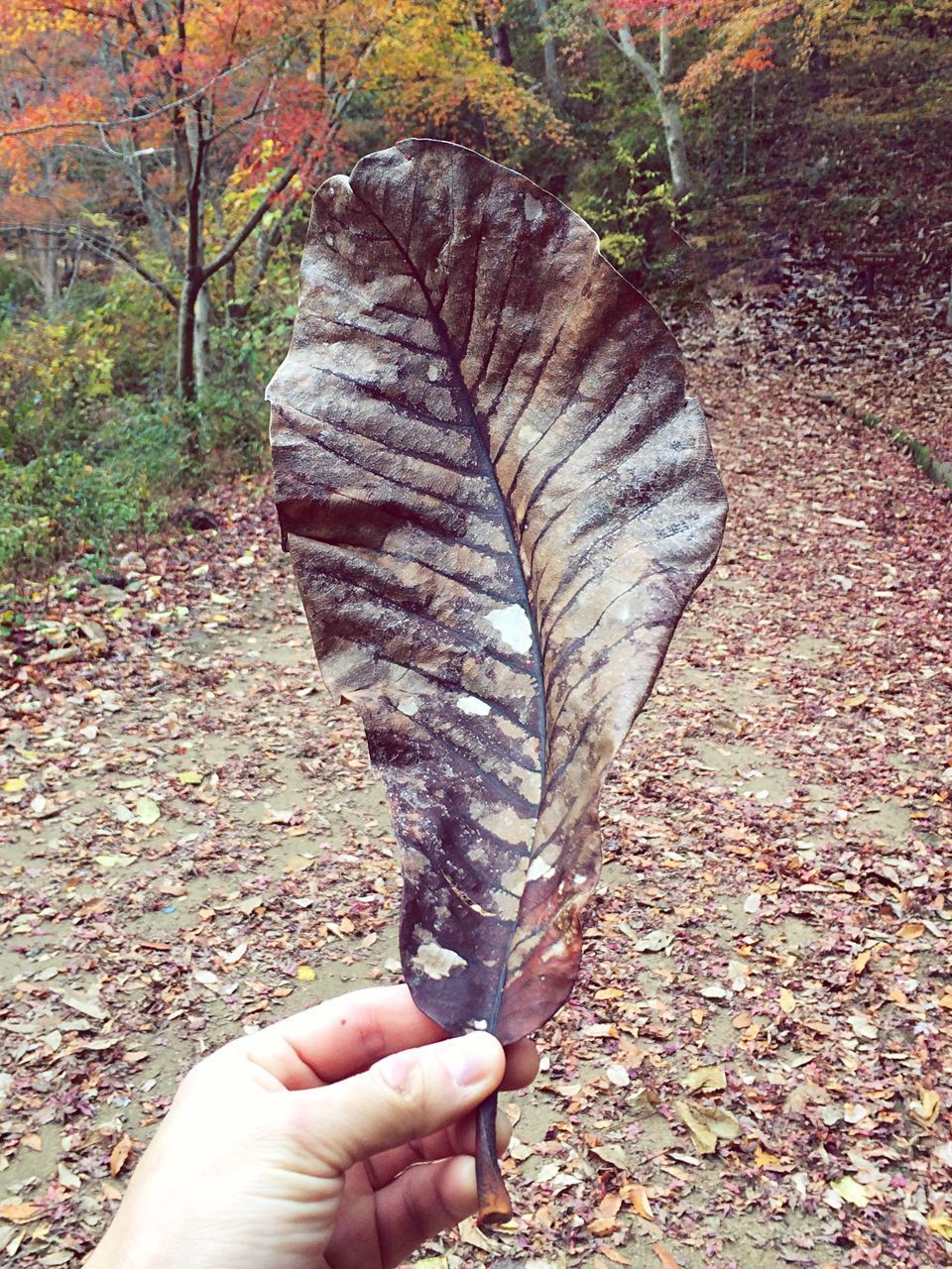 CLOSE-UP OF HAND HOLDING DRY AUTUMN LEAF