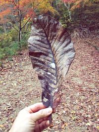 Close-up of hand holding autumn leaf