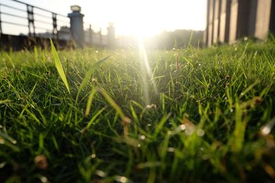 Sunbeam falling on grassy field