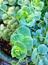 Full frame shot of leaves