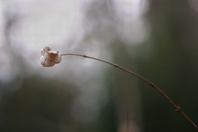 Close-up of flower against blurred background