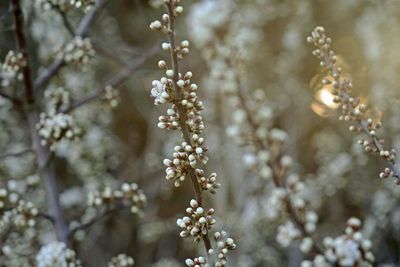 Close-up of flowering plant
