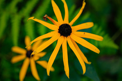 Close-up of yellow daisy flower