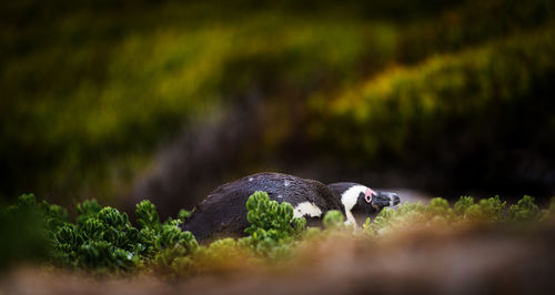 Close-up of a bird on rock