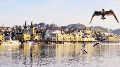 Bird flying over river by town against sky