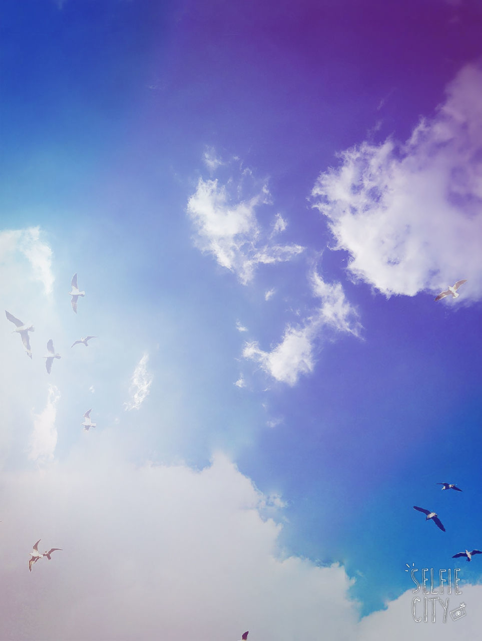 LOW ANGLE VIEW OF BIRD FLYING IN SKY