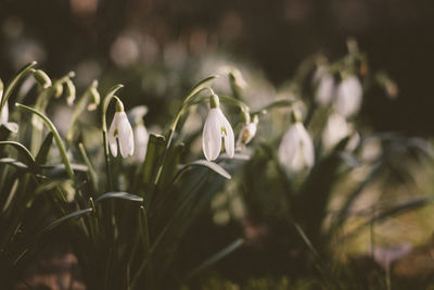 Close-up of white flowering plant