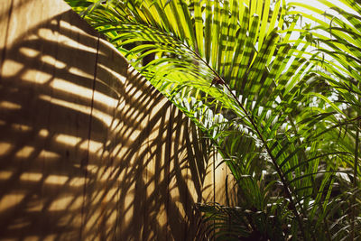 Close-up of palm leaves