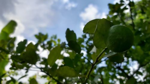 Low angle view of fruits growing on tree against sky