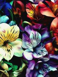Close-up of multi colored flowers