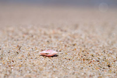 A seashell in close-up. seashell on the sea sand.