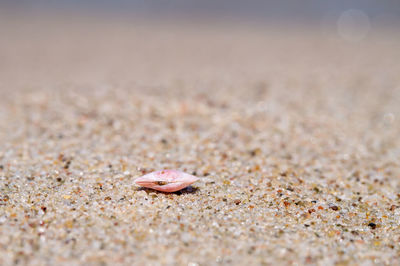 Close-up of seashell at beach