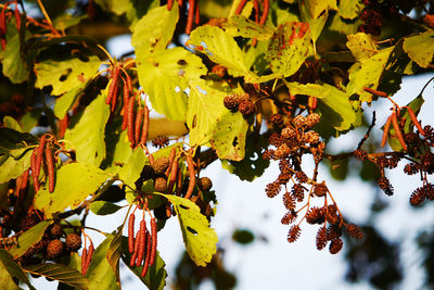 Close-up of leaves on plant during autumn