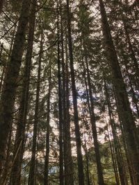 Low angle view of trees in forest