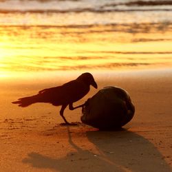 Close-up of bird on beach