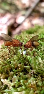 Close-up of insect on plant