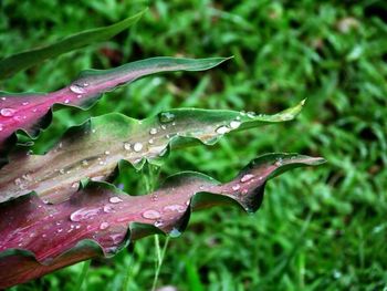 Close-up of water drops on leaf