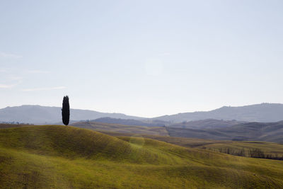 Scenic view of field against clear sky